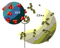 .-2: HIV             CD4+.         